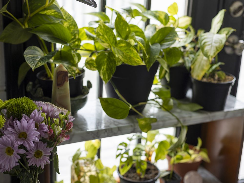 House plants on a sunlit windowsill in the Dawnbringer studio