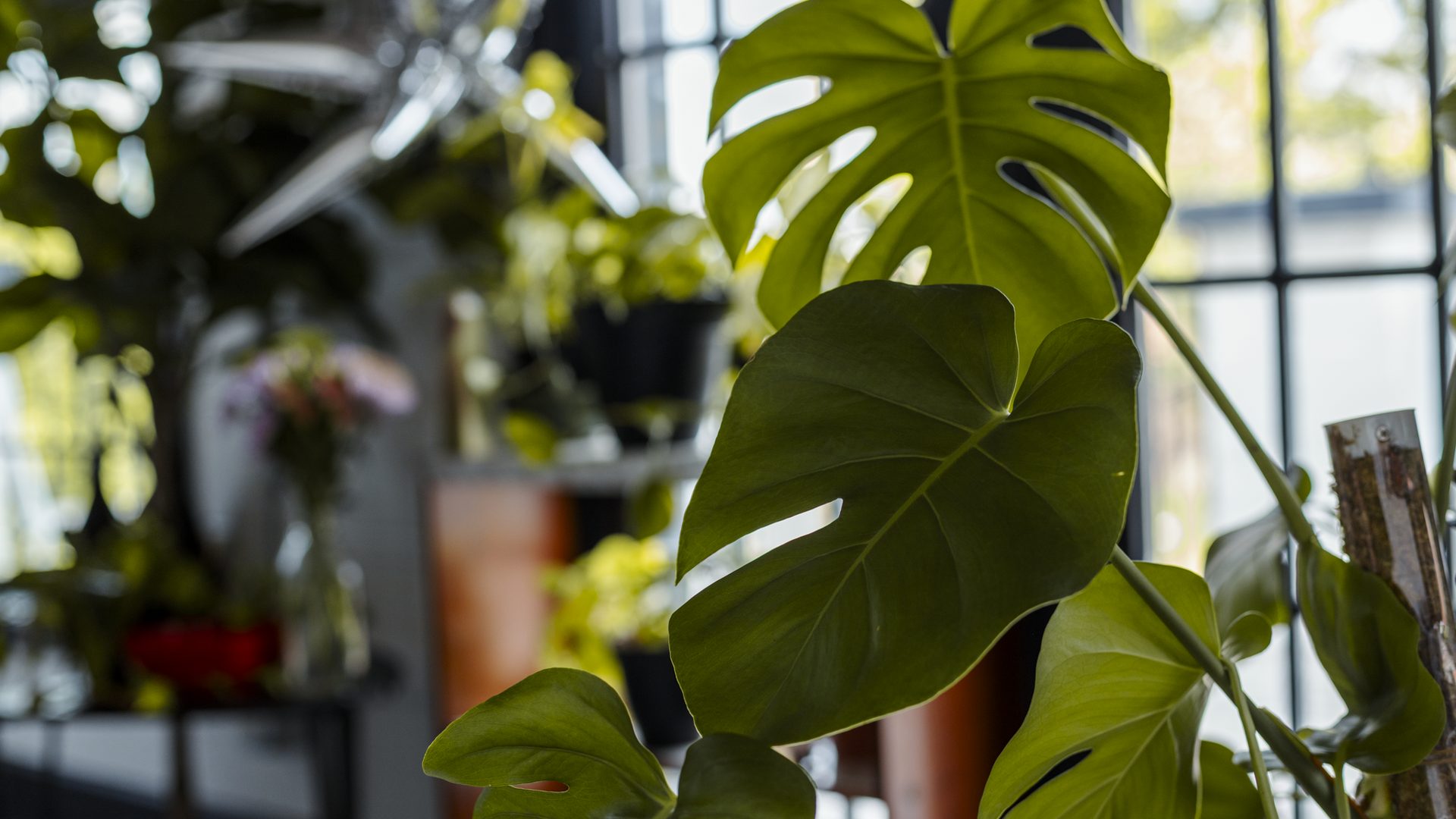 Plant-filled studio interior lit by tall industrial windows